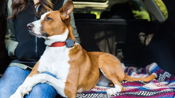 whistle-3-lifestyle-dog-and-human-1499282896-uCkj-column-width-inline