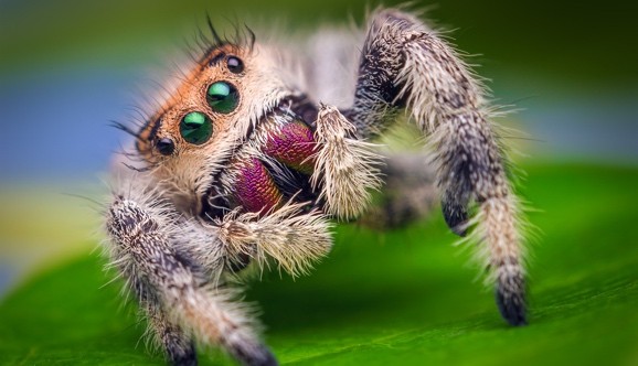 spider-lyriform-tech-1418842322-orZx-column-width-inline