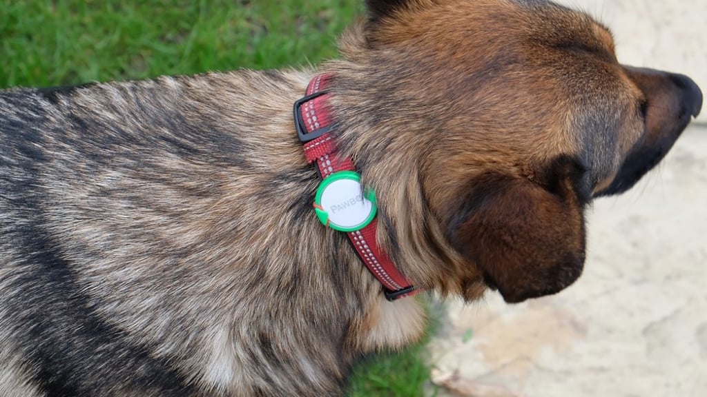 Pawbo iPuppyGo review