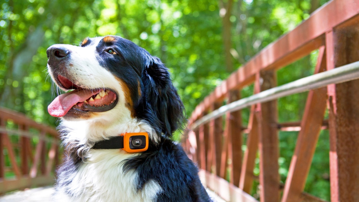 Motorola unveils Scout Traks to help you keep an eye on your dog