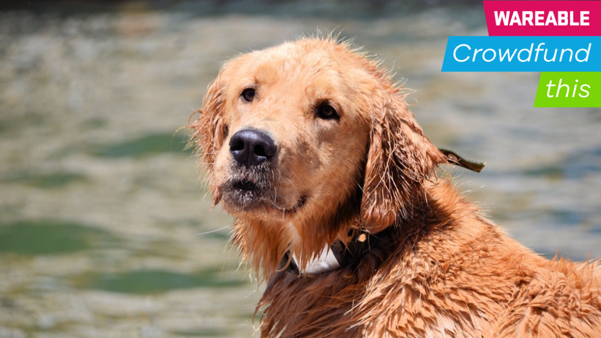Waggit's smart collar could one day help save dogs from cancer