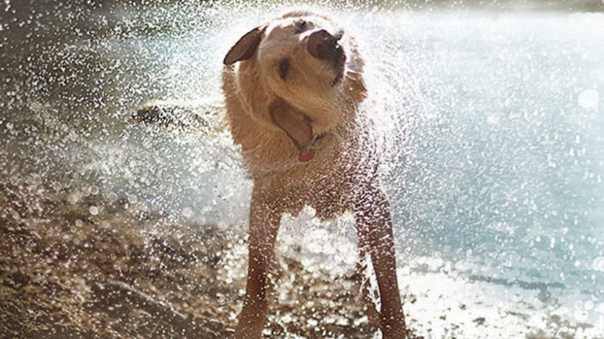 Vodafone will power a pet wearable with its new V by Vodafone program