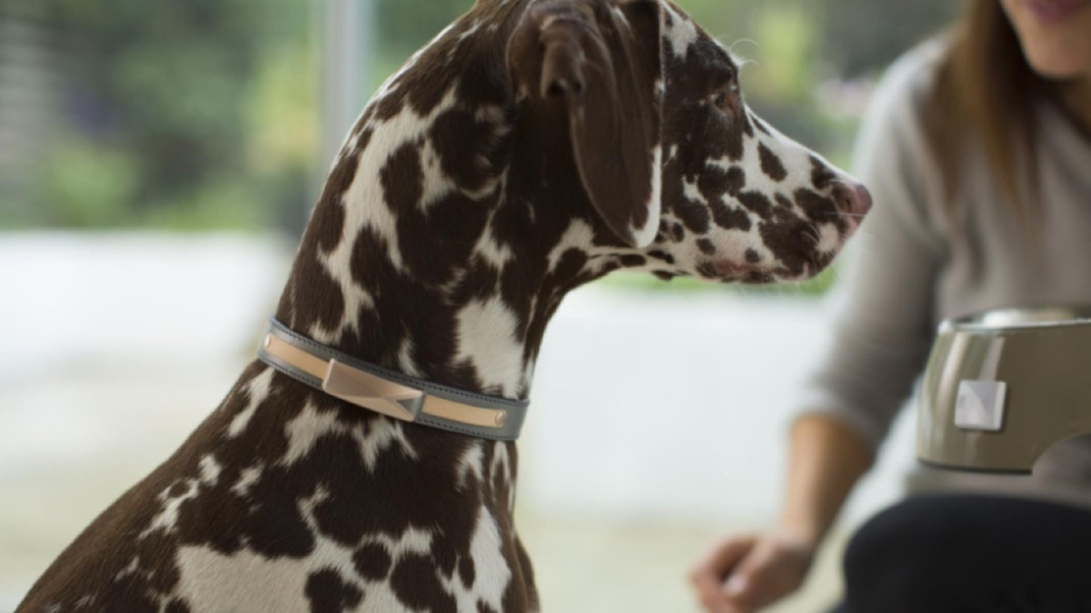 Felcana's connected collar tracks the health and behaviour of your pet