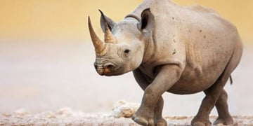 This zoo-approved VR app wants to get you up close with animals