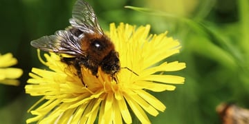 Wearables vs allergies: Can technology make a difference yet?
