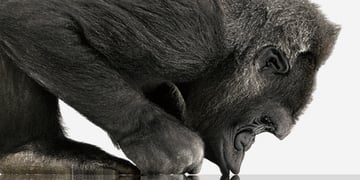 Gorilla Glass SR+ will keep our wearables safe, but will it make Apple Watch 2?