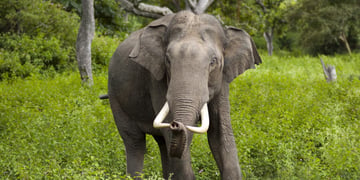 Fitness trackers are being used to study how elephants sleep
