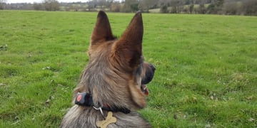 Living with pet wearables: Top trot tracking or barking up the wrong tree?