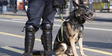 Border control dogs will soon trial smart collars to track health
