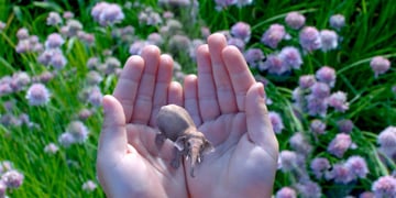 Augmented Reality v Mixed Reality: Dissecting the future