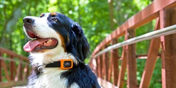 Motorola unveils Scout Traks to help you keep an eye on your dog