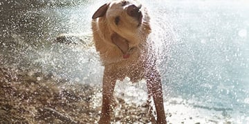 Vodafone will power a pet wearable with its new V by Vodafone program