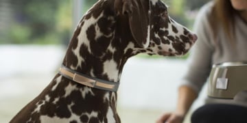Felcana's connected collar tracks the health and behaviour of your pet