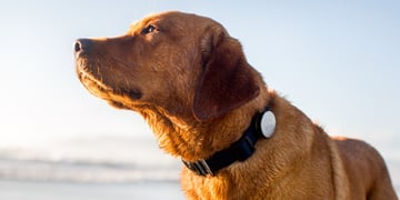Best dog GPS trackers, pet activity monitors and tracking collars