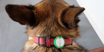 Pawbo iPuppyGo review