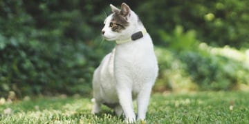 Invoxia and Wamiz team up on a wearable pet tracker for cats and dogs