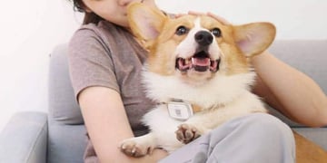 Forget trackers for humans, Xiaomi's PetBit will keep an eye on your pet