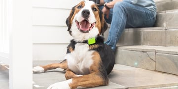 Whistle Go is a pet wearable that tracks sleep, scratching and licking